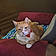 Mishu