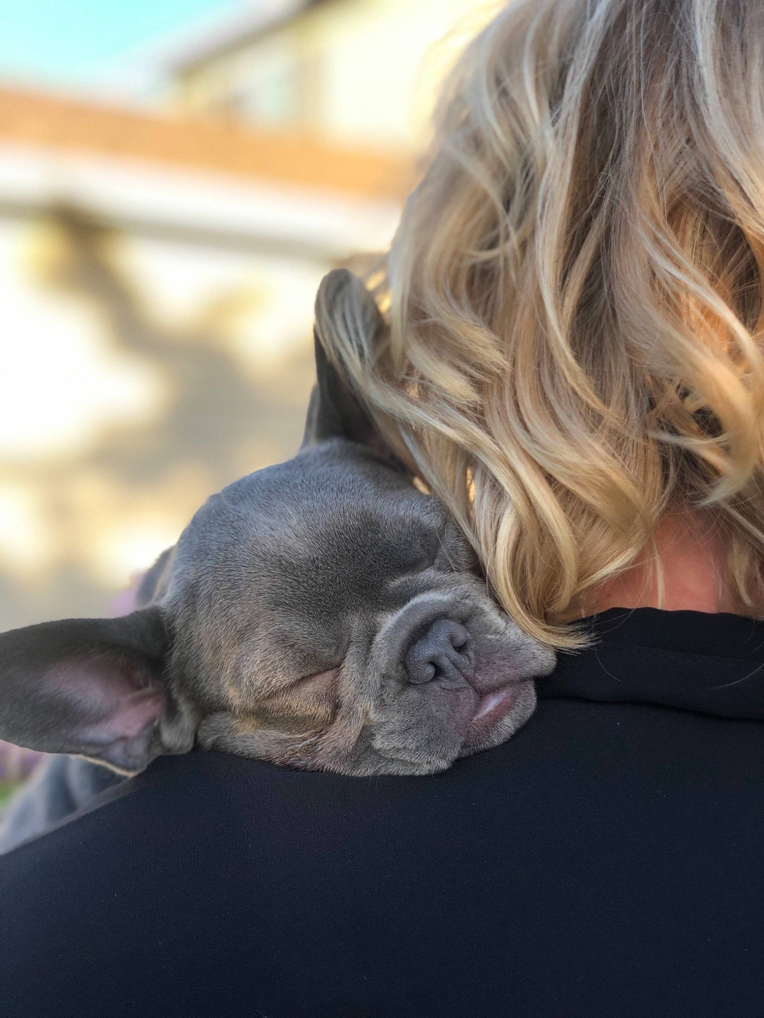 Myrtle is registered to the contest to win money with this photo: canidae, carnivore, child, companion_dog, dog, dog_breed, ear, fawn, french_bulldog, non_sporting_group, puppy, skin, snout, sporting_group, weimaraner