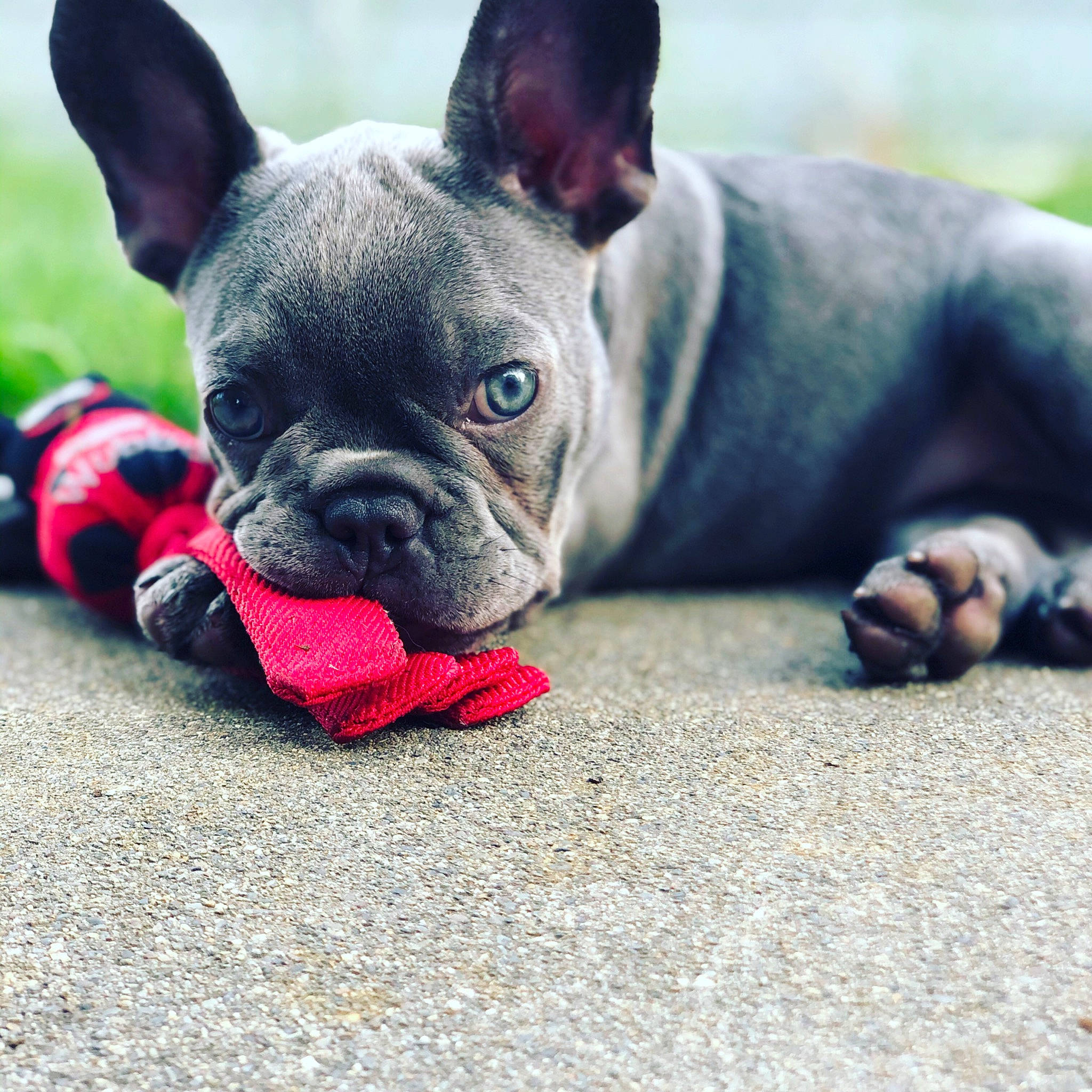 Myrtle is registered to the contest to win money with this photo: boston_terrier, bulldog, canidae, carnivore, companion_dog, dog, dog_breed, dog_collar, fawn, french_bulldog, mammal, molosser, non_sporting_group, puppy, rare_breed_dog, snout, toy_bulldog, vertebrate