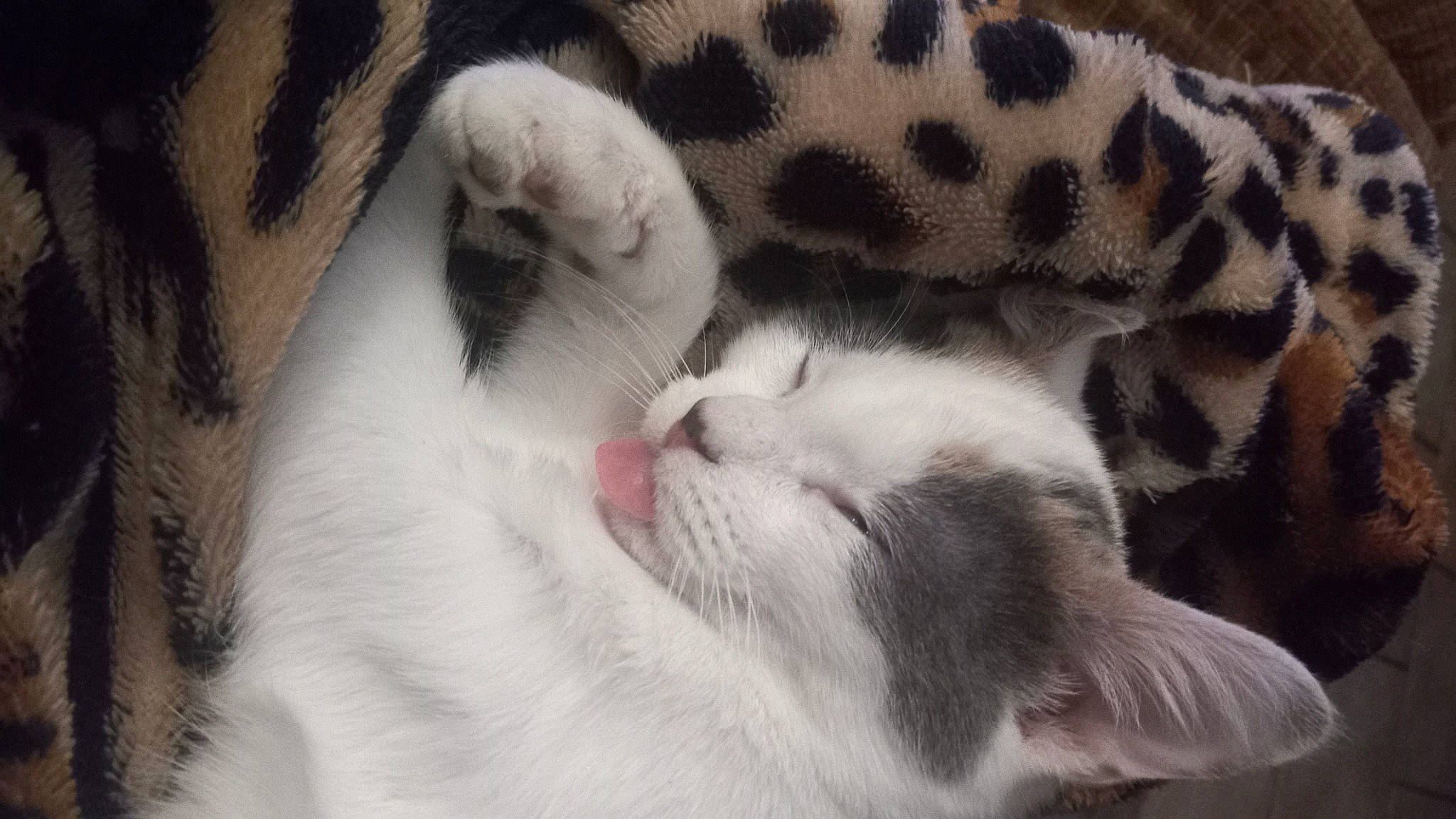 Luna is registered to the contest to win money with this photo: carnivore, cat, claw, close_up, comfort, domestic_short_haired_cat, fawn, felidae, foot, fur, grey, mammal, nap, paw, small_to_medium_sized_cats, snout, tail, terrestrial_animal, vertebrate, whiskers