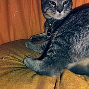 Castor joined the competition — help win amazing prizes! animal, cat, close_up, collar, cozy, cushion, domestic_cat, feline, fur, furniture, gray_cat, indoor, paw, pet, portrait, relaxed, resting, tabby, whiskers, yellow_cushion