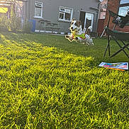 Ted is registered to the contest to win money with this photo: dog, jumping, grass, yard, sunlight, house, toy, pet, outdoor, green, happy, playful, leap, backyard, daytime, fence, bench, chair, window, nature