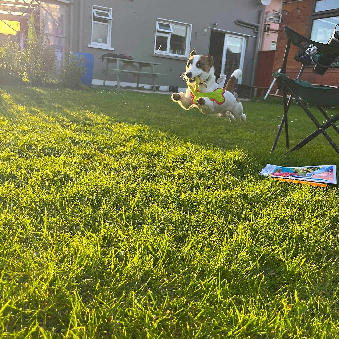 Ted is registered to the contest to win money with this photo: dog, jumping, grass, yard, sunlight, house, toy, pet, outdoor, green, happy, playful, leap, backyard, daytime, fence, bench, chair, window, nature