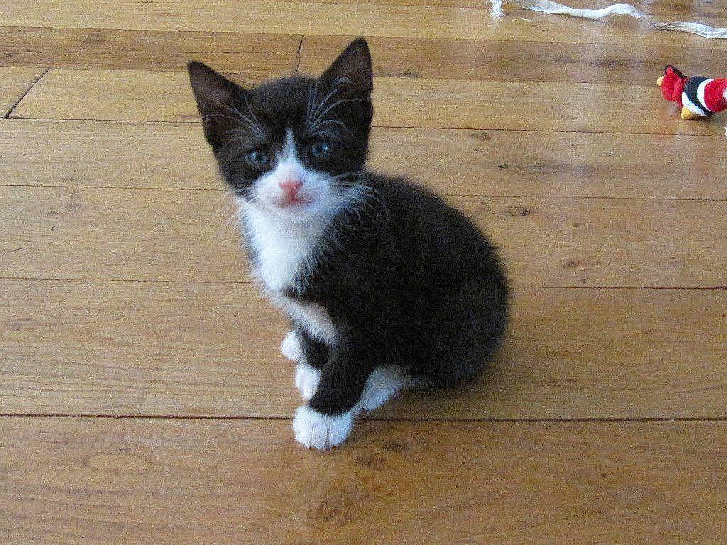 Theo is registered to the contest to win money with this photo: aegean_cat, american_wirehair, black_and_white, carnivore, cat, domestic_short_haired_cat, european_shorthair, felidae, fur, german_rex, kitten, mammal, norwegian_forest_cat, polydactyl_cat, small_to_medium_sized_cats, tail, whiskers