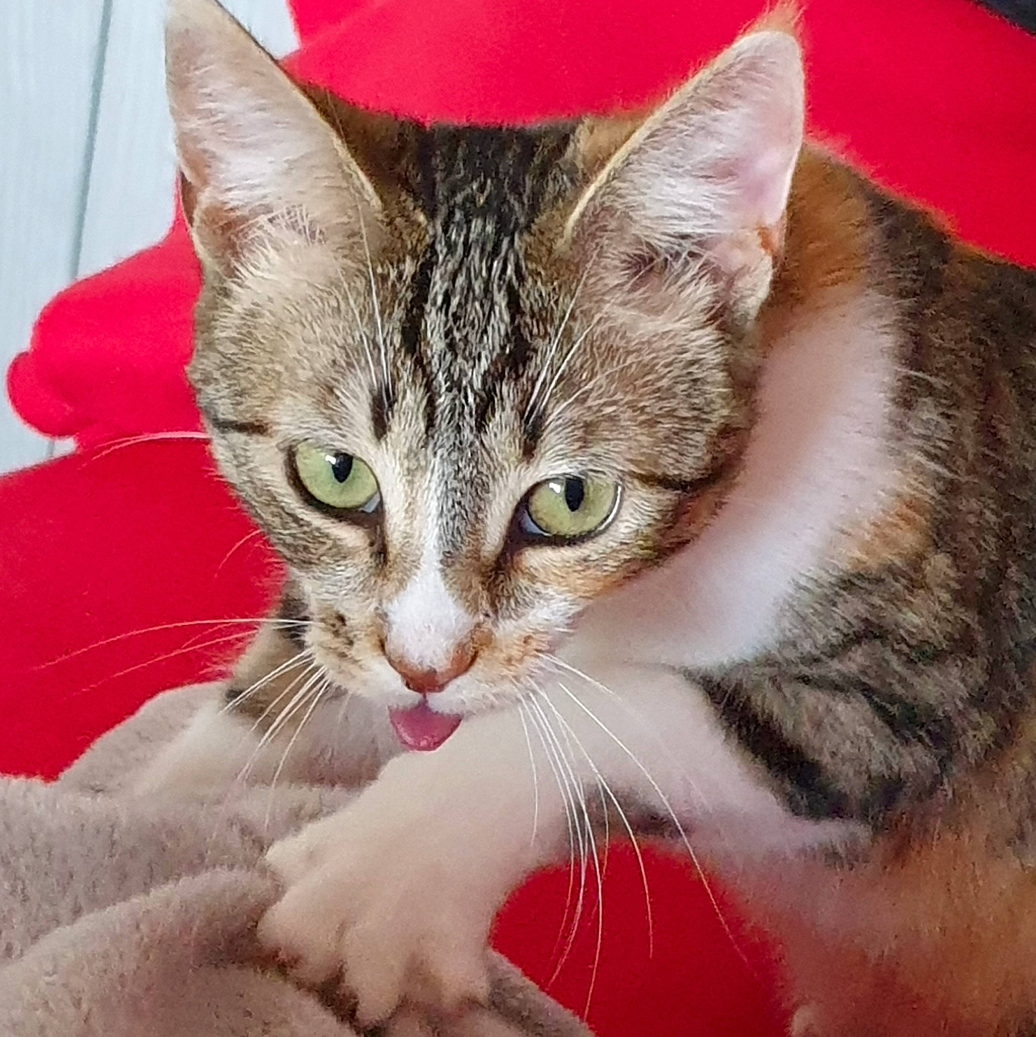 Titania participe au concours pour gagner de l'argent avec cette photo : aegean_cat, american_shorthair, american_wirehair, arabian_mau, asian, australian_mist, carnivore, cat, domestic_short_haired_cat, dragon_li, european_shorthair, eye, felidae, kitten, mammal, small_to_medium_sized_cats, snout, tabby_cat, vertebrate, whiskers