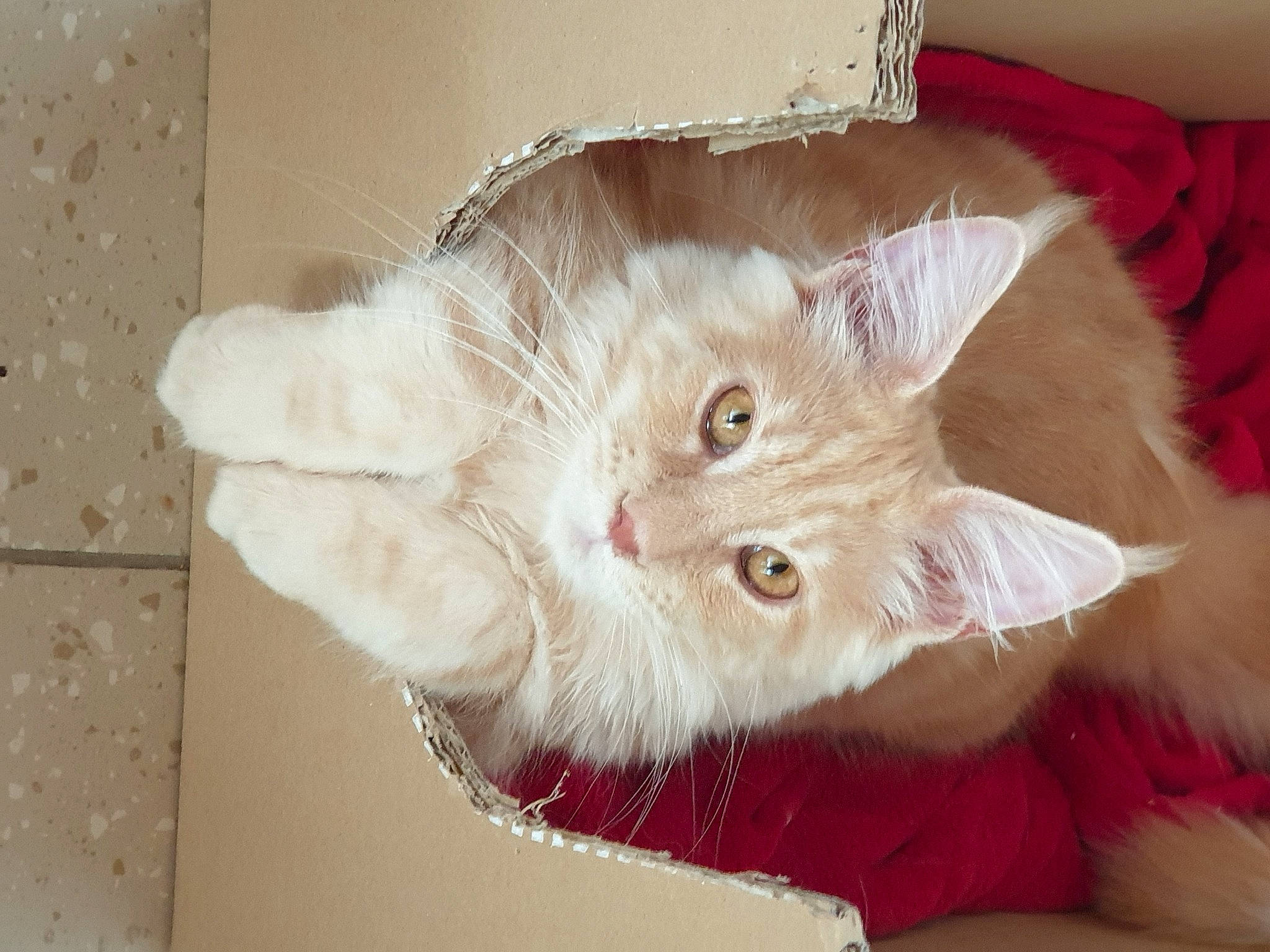 Rakan participe au concours pour gagner de l'argent avec cette photo : asian, british_longhair, british_semi_longhair, burmilla, carnivore, cat, domestic_long_haired_cat, ear, fawn, felidae, fur, kitten, mammal, persian, ragamuffin, small_to_medium_sized_cats, tail, turkish_angora, turkish_van, whiskers