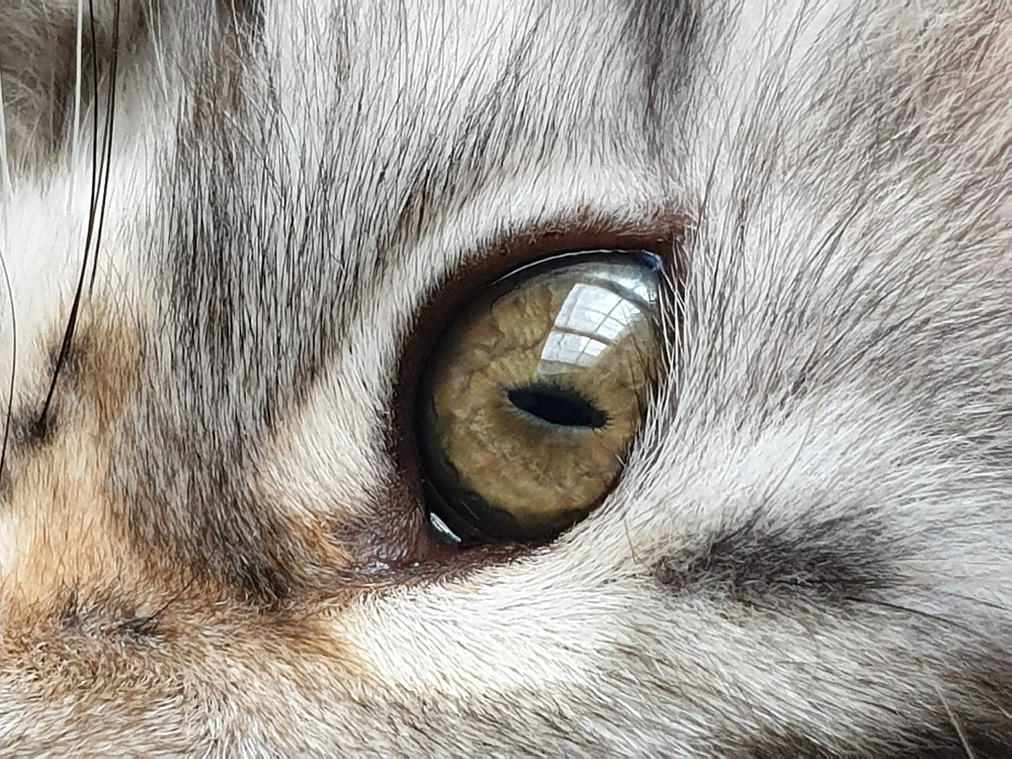Rubis participe au concours pour gagner de l'argent avec cette photo : canidae, carnivore, cat, close_up, ear, eye, felidae, fur, iris, nose, organ, small_to_medium_sized_cats, snout, whiskers, wolfdog