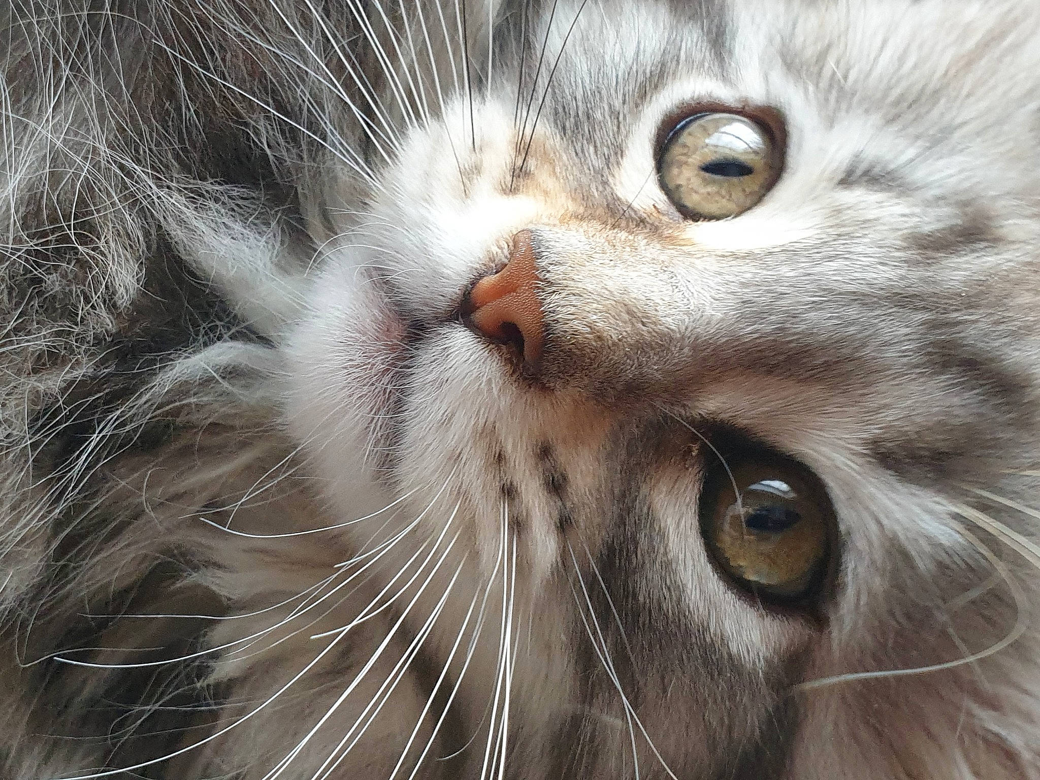 Rubis a rejoint le concours — aidez-le/la à gagner de superbes lots ! american_curl, asian, british_semi_longhair, carnivore, cat, close_up, domestic_short_haired_cat, european_shorthair, eye, felidae, fur, mammal, nose, organ, pixie_bob, siberian, small_to_medium_sized_cats, snout, tabby_cat, whiskers