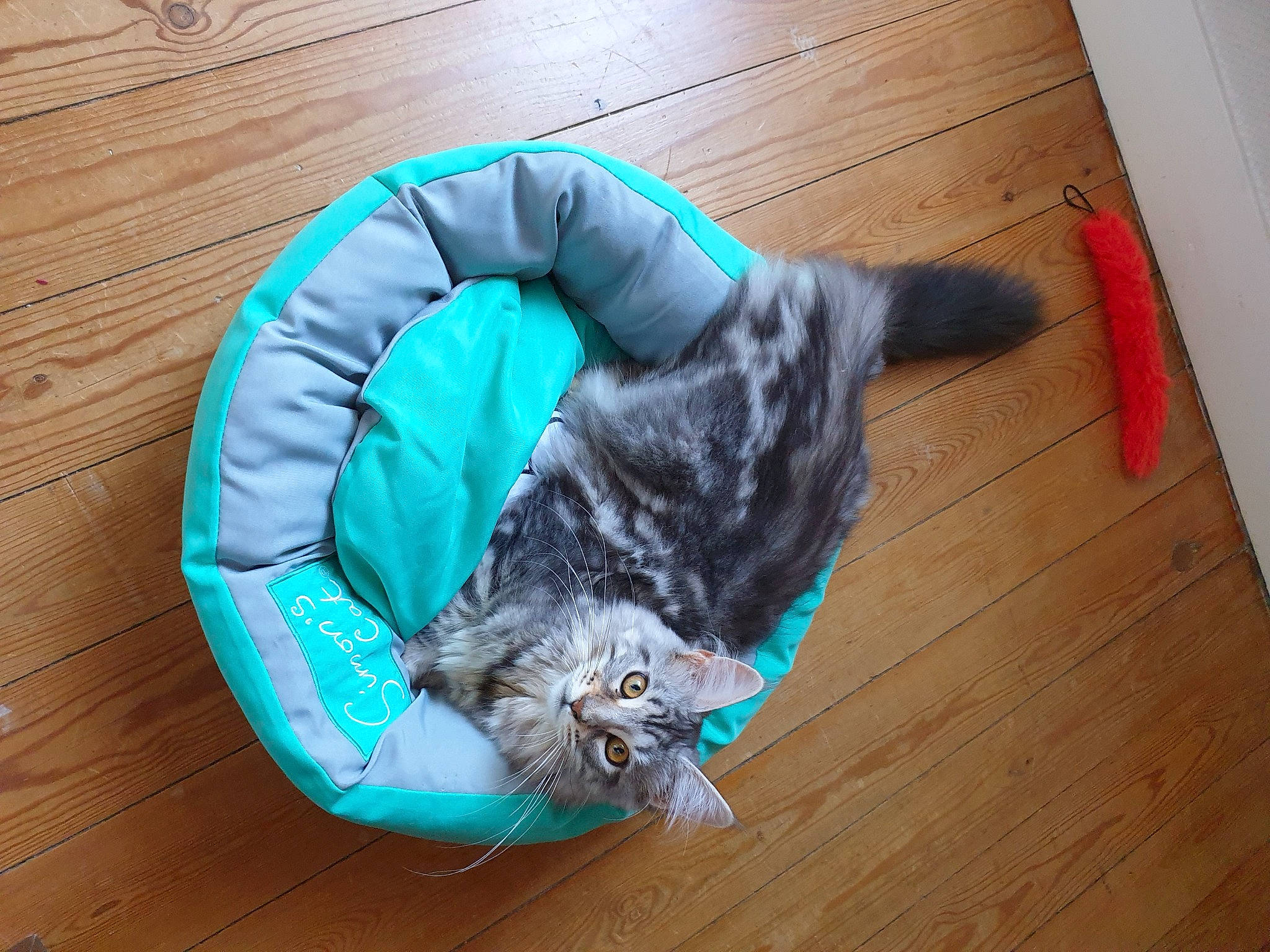 Rubis a rejoint le concours — aidez-le/la à gagner de superbes lots ! american_shorthair, carnivore, cat, cat_bed, european_shorthair, felidae, floor, fur, hardwood, kitten, small_to_medium_sized_cats, tail, whiskers, wood