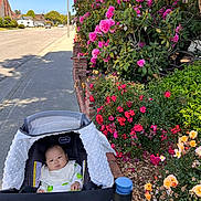 Tiffany joined the competition — help win amazing prizes! baby, stroller, sidewalk, flowers, garden, pink_roses, peach_roses, greenery, brick_wall, suburban_street, daylight, sunny, person, infant, outdoor, nature, plant, footpath, baby_clothing, peaceful
