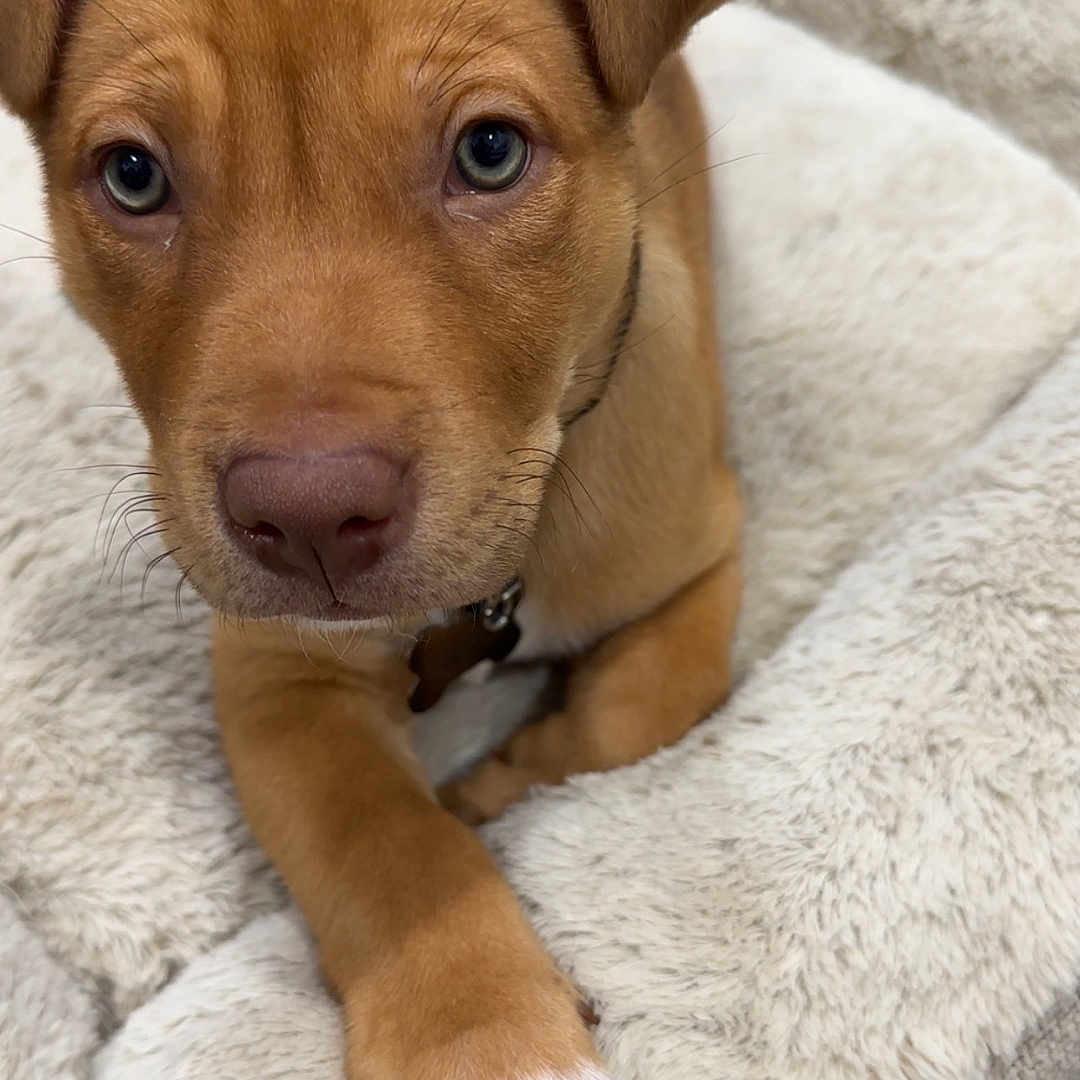 Charlie joined the competition — help win amazing prizes! animal, brown, canine, close_up, collar, cute, dog, dog_bed, floor, fluffy, fur, indoor, looking_at_camera, paw, pet, puppy, resting, white_paw, wood_floor, young_dog