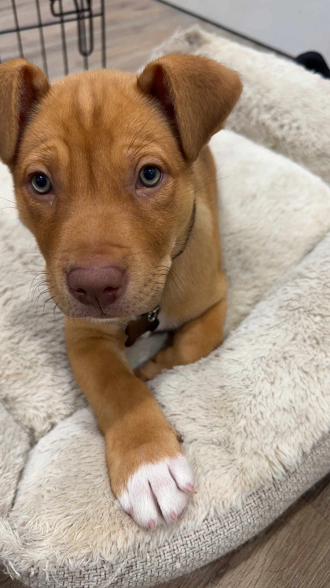 Charlie joined the competition — help win amazing prizes! puppy, dog, brown, white_paw, dog_bed, close_up, pet, canine, cute, fur, animal, indoor, floor, wood_floor, collar, paw, young_dog, looking_at_camera, fluffy, resting