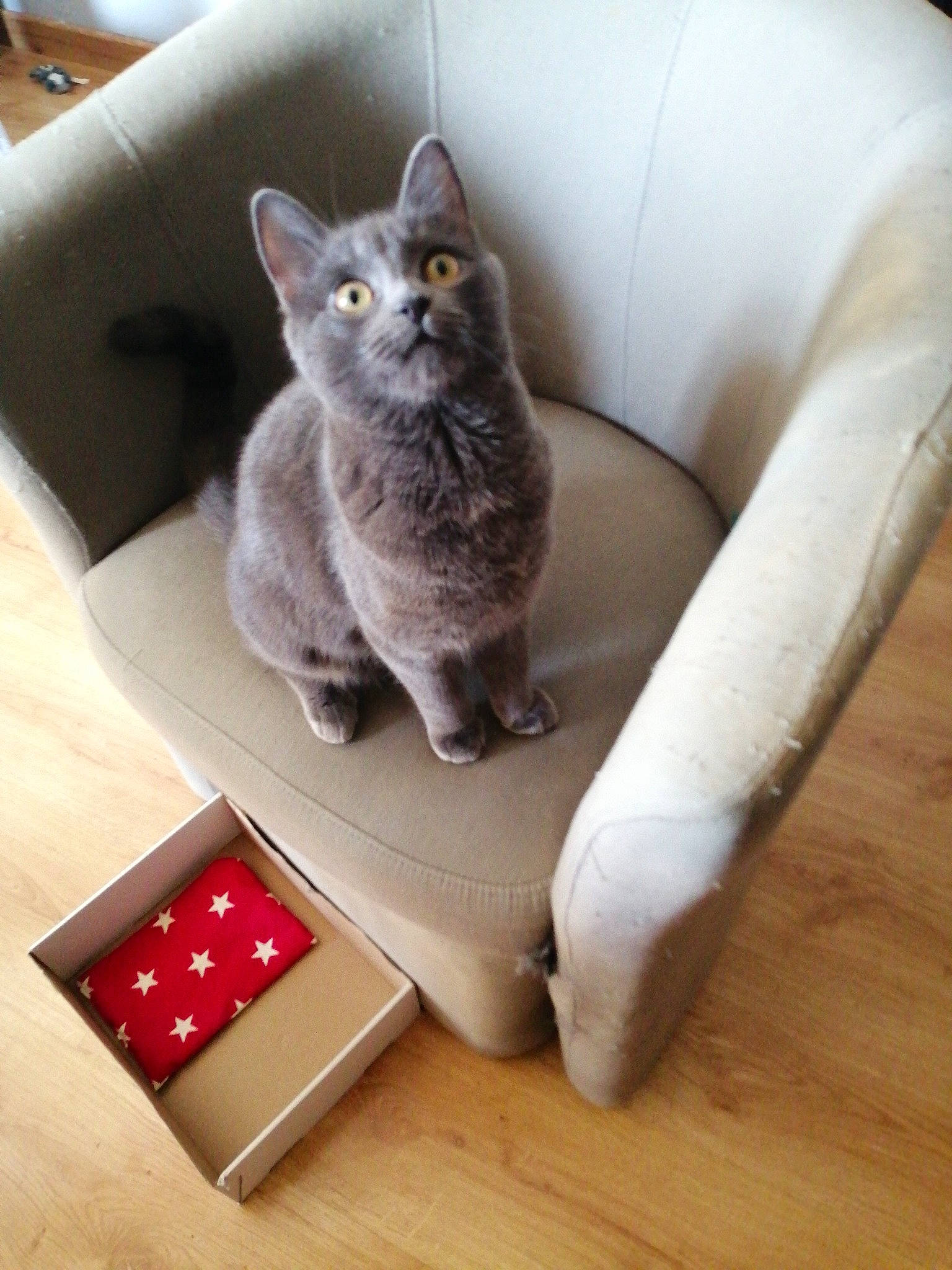 Mira participe au concours pour gagner de l'argent avec cette photo : carmine, carnivore, cat, cat_supply, comfort, couch, domestic_short_haired_cat, felidae, flooring, gadget, grey, hardwood, paw, puzzle, rectangle, russian_blue, small_to_medium_sized_cats, tail, whiskers, wood