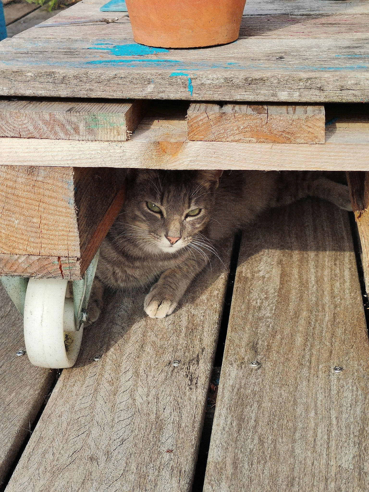 Tipi participe au concours pour gagner de l'argent avec cette photo : bench, carnivore, cat, fawn, felidae, floor, flooring, furniture, green, grey, hardwood, houseplant, line, outdoor_furniture, road_surface, small_to_medium_sized_cats, table, trunk, whiskers, wood