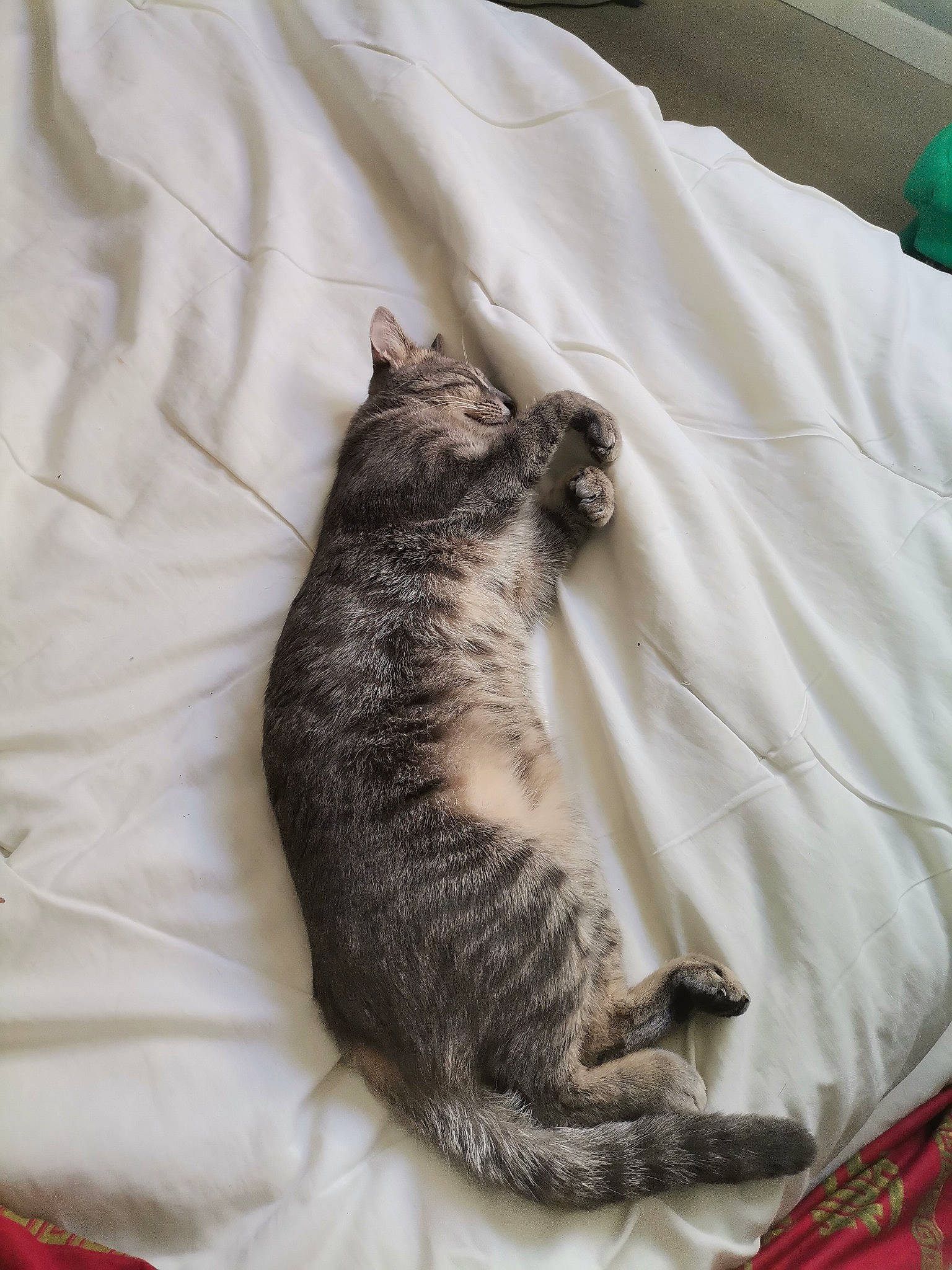 Tipi participe au concours pour gagner de l'argent avec cette photo : canidae, carnivore, cat, claw, comfort, dog_breed, domestic_short_haired_cat, felidae, fur, grey, linens, nap, paw, small_to_medium_sized_cats, snout, sporting_group, tail, terrestrial_animal, textile, whiskers