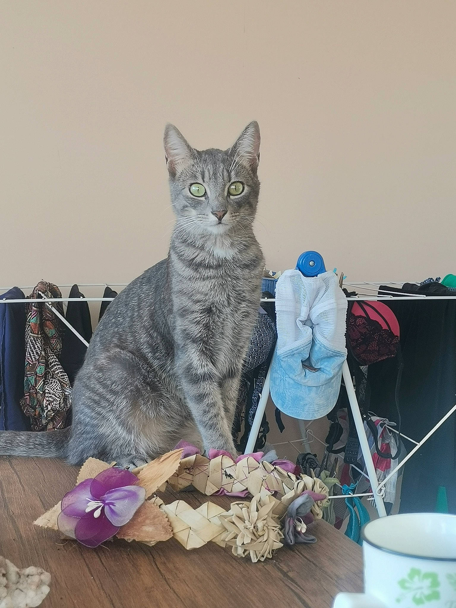 Tipi a rejoint le concours — aidez-le/la à gagner de superbes lots ! art, bag, carnivore, cat, domestic_short_haired_cat, felidae, flooring, fur, grey, household_supply, luggage_and_bags, mammal, sitting, small_to_medium_sized_cats, tail, vertebrate, visual_arts, whiskers, window, wood