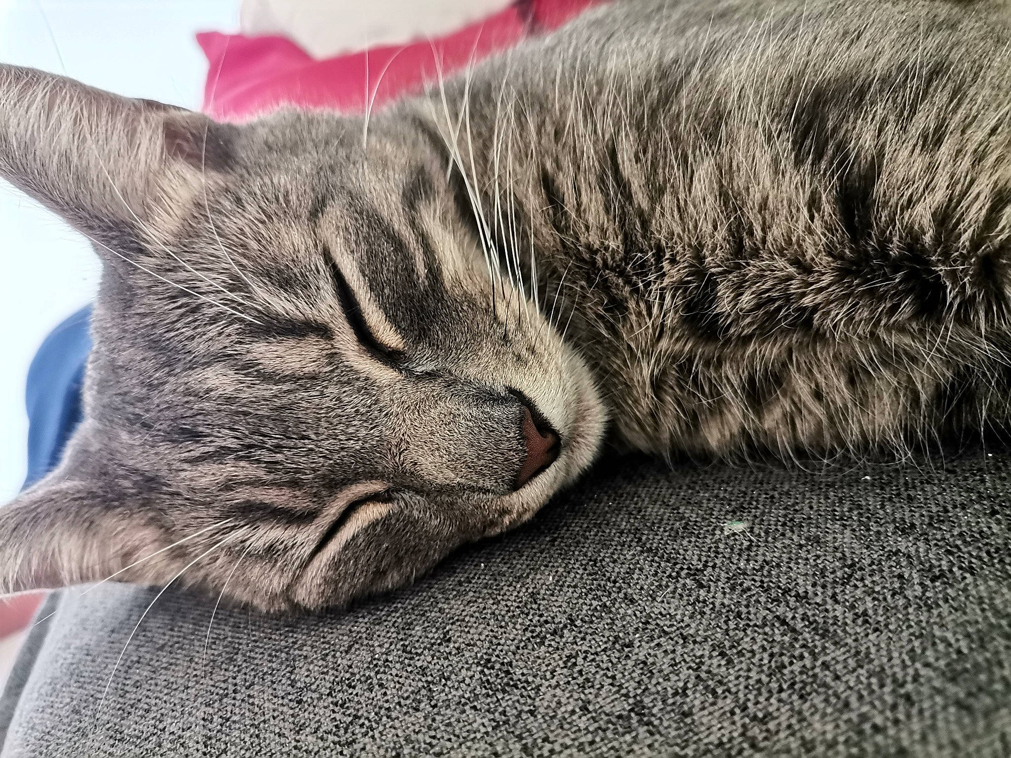 Tipi participe au concours pour gagner de l'argent avec cette photo : carnivore, cat, claw, comfort, domestic_short_haired_cat, felidae, fur, grass, grey, nap, paw, sitting, sleep, small_to_medium_sized_cats, snout, tail, terrestrial_animal, tree, whiskers, wildlife