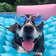Mahgeetah joined the competition — help win amazing prizes! dog, sunglasses, heart_shaped, blue, inflatable, pool_float, tongue_out, happy, pet, outdoor, summer, water, relaxing, canine, nature, greenery, pink, cute, playful, sunny
