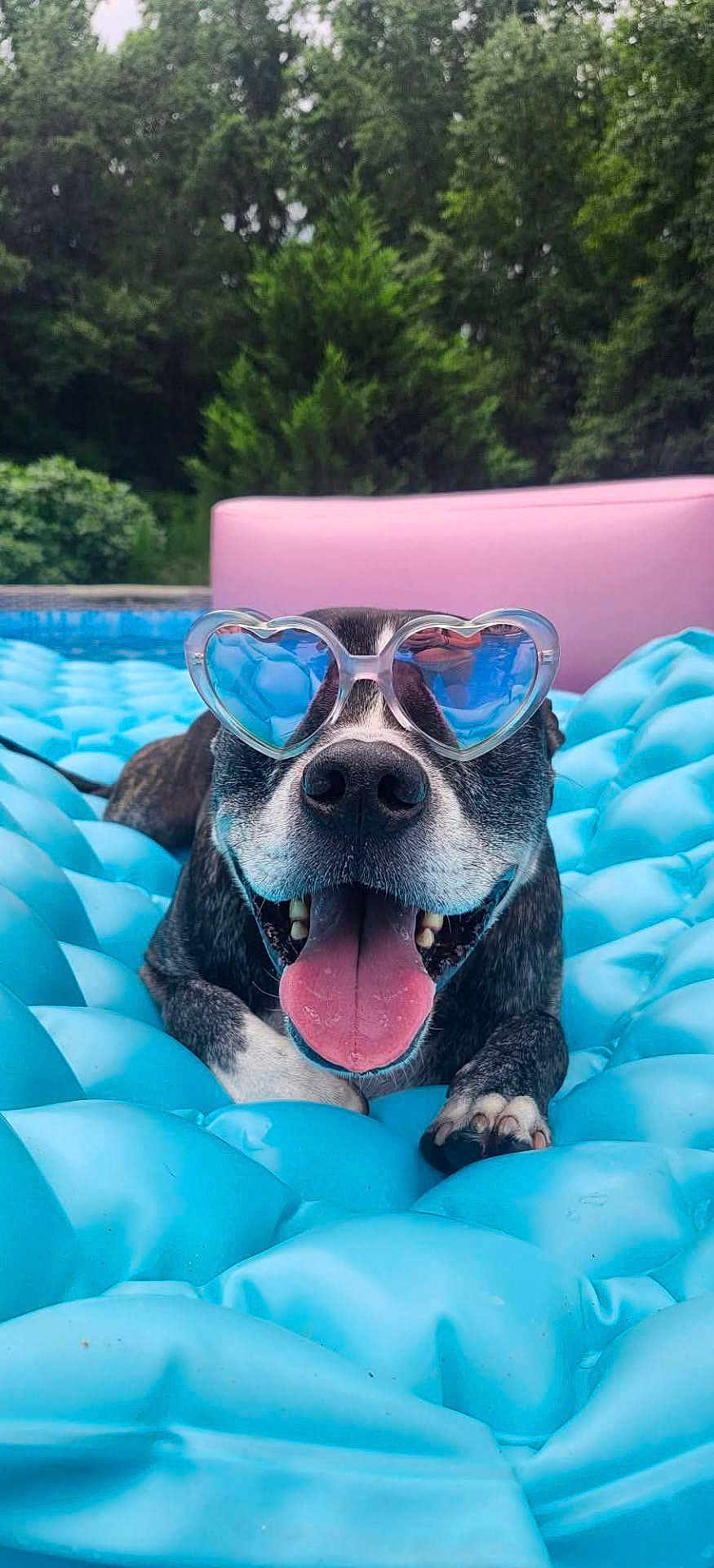 Mahgeetah joined the competition — help win amazing prizes! dog, sunglasses, heart_shaped, blue, inflatable, pool_float, tongue_out, happy, pet, outdoor, summer, water, relaxing, canine, nature, greenery, pink, cute, playful, sunny