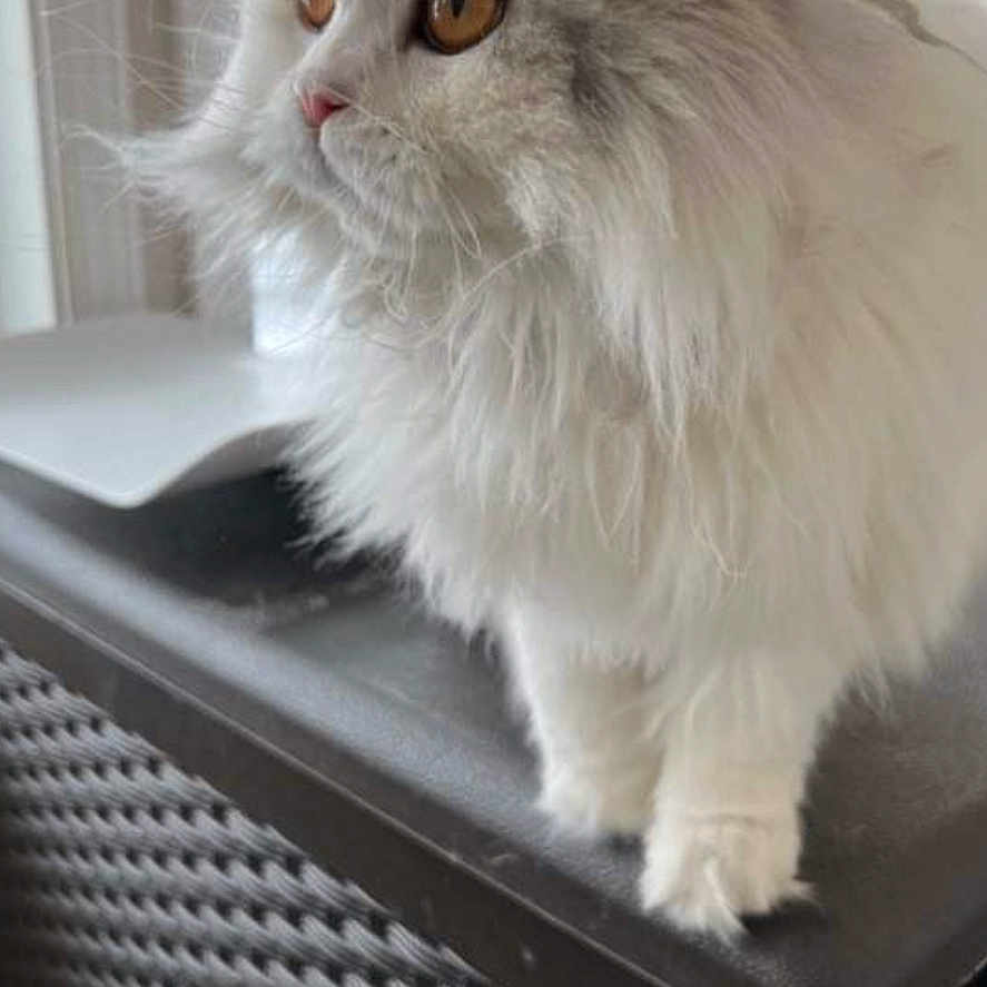 Whippet joined the competition — help win amazing prizes! amber_eyes, animal, cat, close_up, curious, cute, domestic, feline, fluffy, fur, home, indoor, looking_out, pet, portrait, resting, soft_light, whiskers, white, window