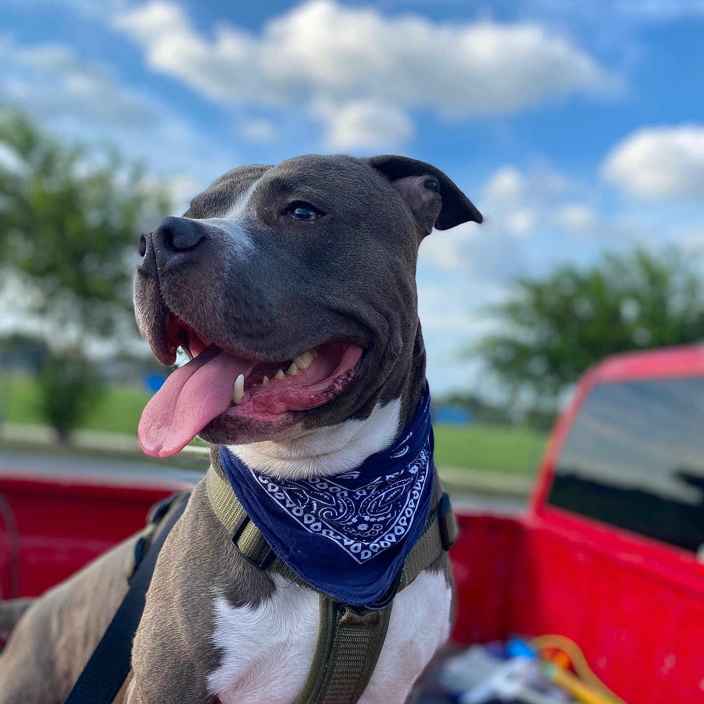 Rex Vidalez is registered to the contest to win money with this photo: animal, bandana, blue, canine, closeup, clouds, dog, greenery, happy, harness, nature, outdoor, pet, pickup_truck, portrait, red_truck, sky, summer, sunny, tongue_out