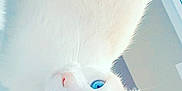 Casper joined the competition — help win amazing prizes! carnivore, cat, claw, domestic_short_haired_cat, ear, electric_blue, eye, eyelash, fawn, felidae, fur, head, human_body, iris, nose, paw, small_to_medium_sized_cats, snout, tail, whiskers
