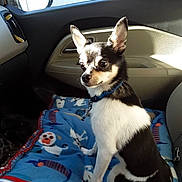 Tank joined the competition — help win amazing prizes! dog, small_dog, chihuahua, black_and_white, blue_collar, blanket, car_interior, sunlight, window, door_panel, seat, pet, animal, sitting, indoor, daylight, fur, ears, alert, cute