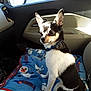 dog, small_dog, chihuahua, black_and_white, blue_collar, blanket, car_interior, sunlight, window, door_panel, seat, pet, animal, sitting, indoor, daylight, fur, ears, alert, cute