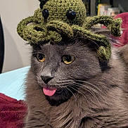 Momo is registered to the contest to win money with this photo: cat, gray_cat, pet, animal, crocheted_hat, octopus_hat, tongue_out, fluffy, yellow_eyes, cute, indoor, cozy, blanket, closeup, whiskers, funny_hat, playful, feline, domestic_cat, soft