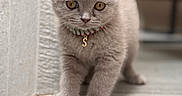 Spud is registered to the contest to win money with this photo: cat, kitten, gray_fur, folded_ears, golden_eyes, collar, pet_tag, standing, portrait, close_up, outdoor, stone_step, rocks, wooden_background, blurred_background, fluffy, cute, small_animal, centered_subject, photography