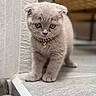 cat, kitten, gray_fur, folded_ears, golden_eyes, collar, pet_tag, standing, portrait, close_up, outdoor, stone_step, rocks, wooden_background, blurred_background, fluffy, cute, small_animal, centered_subject, photography