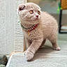 Spud is registered to the contest to win money with this photo: cat, scottish_fold, kitten, feline, fluffy, cream_fur, folded_ears, amber_eyes, collar, charm, walking, standing, outdoor, patio, portrait, pet, whiskers, cute, animal, close_up