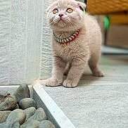 Spud is registered to the contest to win money with this photo: cat, kitten, animal, pet, collar, beads, portrait, standing, fur, fluffy, eyes, whiskers, indoors, patio, floor, pebbles, garden, furniture, cute, photography
