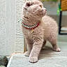 Spud joined the competition — help win amazing prizes! cat, kitten, feline, cream_fur, fluffy, profile, collar, necklace, pendant, outdoor, stone, ledge, standing, walking, portrait, close_up, whiskers, amber_eyes, garden, cute