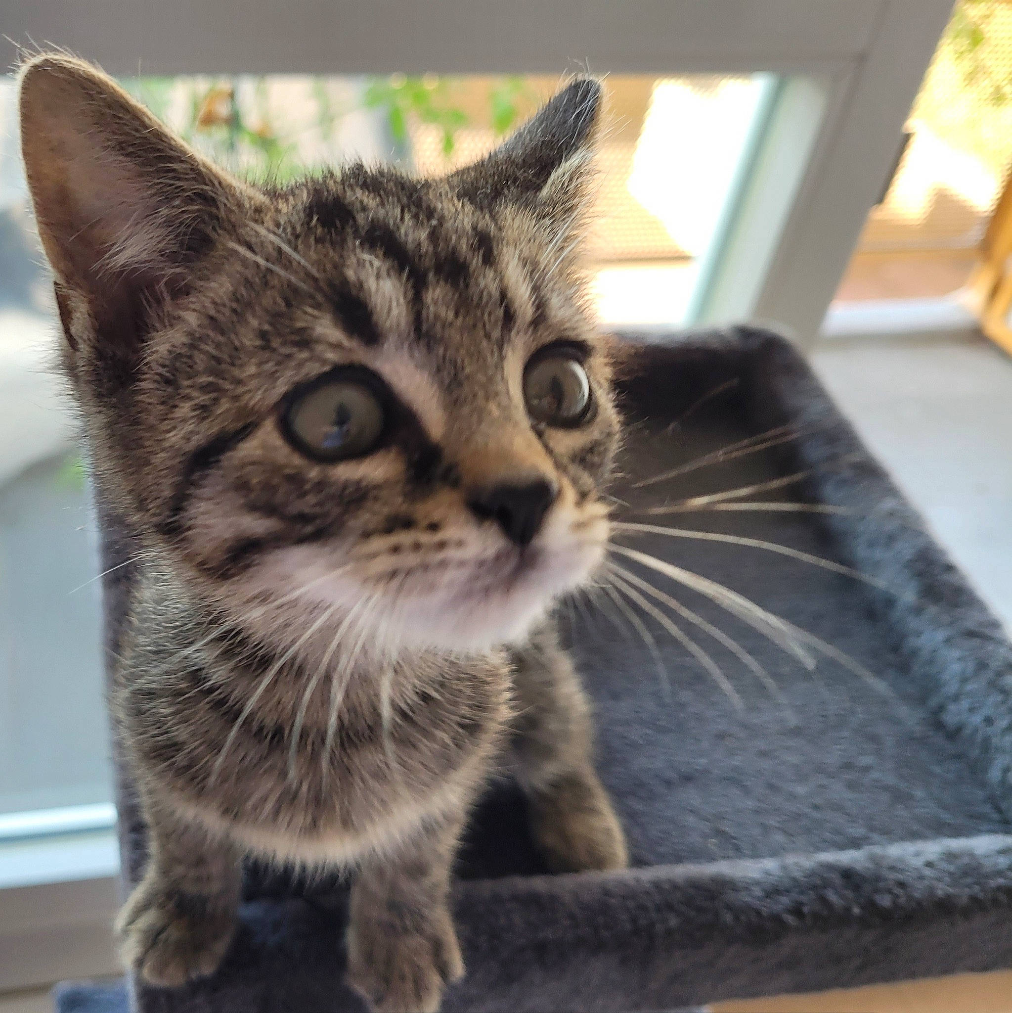Grizou participe au concours pour gagner de l'argent avec cette photo : box, carnivore, cat, claw, comfort, domestic_short_haired_cat, felidae, flooring, fur, home_accessories, paw, rectangle, small_to_medium_sized_cats, snout, square, whiskers, wildlife, window