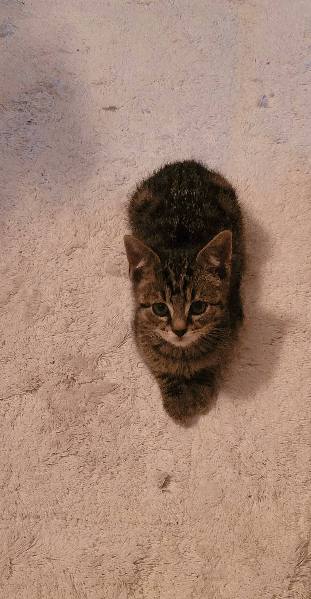 Grizou a rejoint le concours — aidez-le/la à gagner de superbes lots ! carnivore, cat, domestic_short_haired_cat, eye, felidae, fur, grass, grey, illustration, paw, photo_caption, sand, small_to_medium_sized_cats, snout, soil, tail, terrestrial_animal, whiskers, wildlife, wood