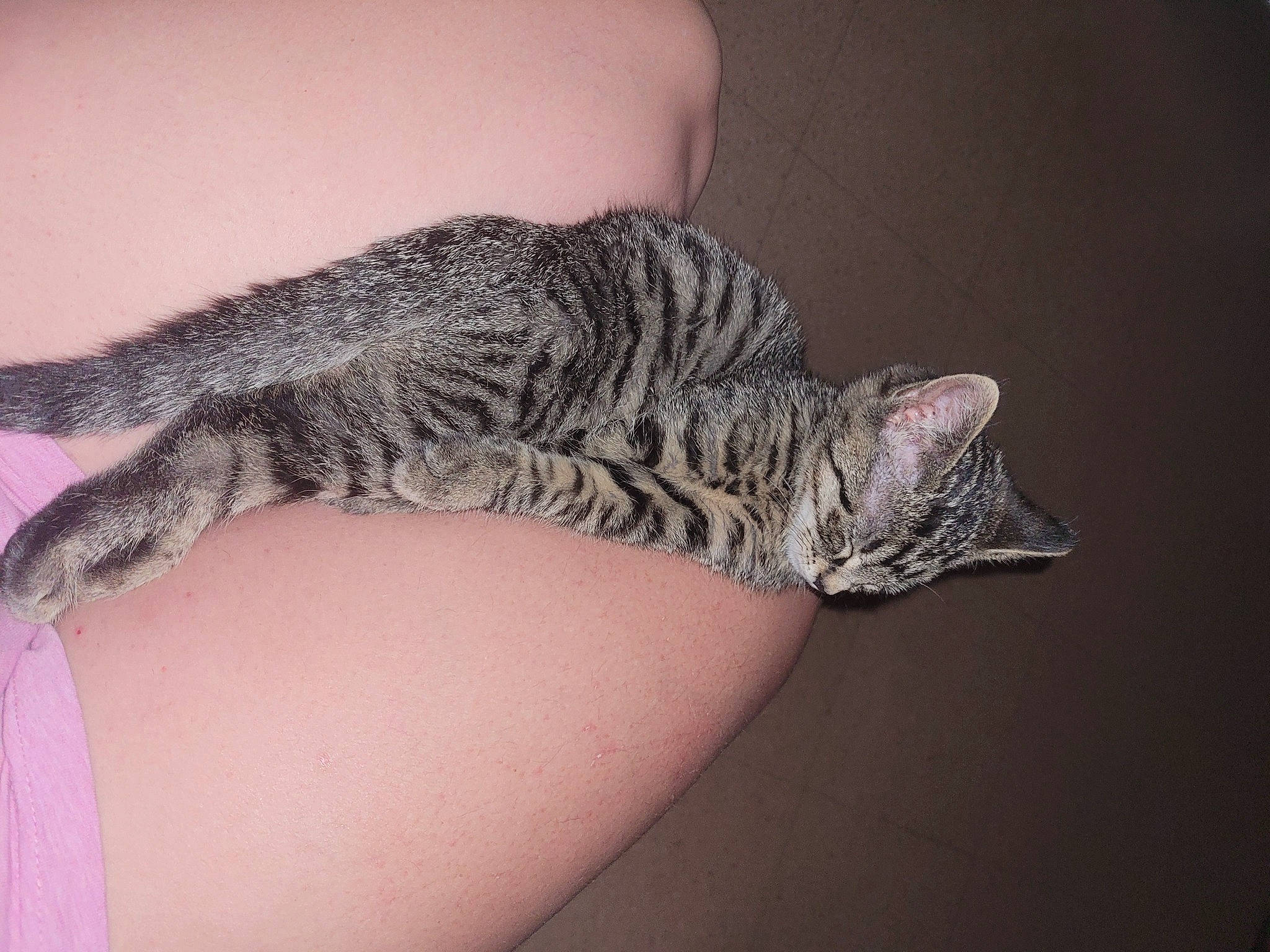 Grizou a rejoint le concours — aidez-le/la à gagner de superbes lots ! carnivore, cat, claw, domestic_short_haired_cat, eye, felidae, foot, fur, grey, human_body, human_leg, leg, nail, paw, small_to_medium_sized_cats, snout, tail, terrestrial_animal, thigh, whiskers