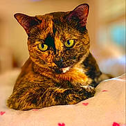 Marble Rye joined the competition — help win amazing prizes! cat, tortoiseshell_cat, pet, animal, feline, close_up, portrait, green_eyes, fur, resting, cozy, blanket, hearts, indoor, soft_light, relaxed, cute, whiskers, ears, focus