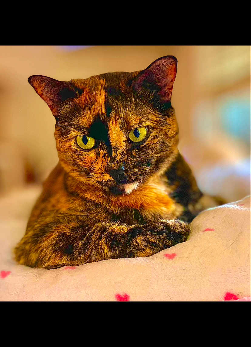 Marble Rye