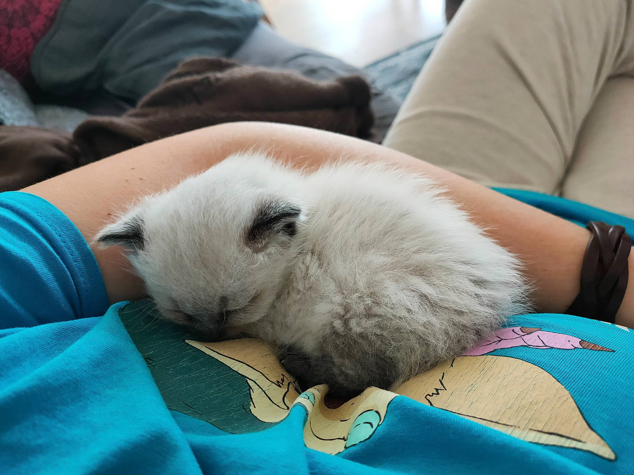 Holly participe au concours pour gagner de l'argent avec cette photo : abdomen, blue, canidae, comfort, companion_dog, domestic_rabbit, fawn, felidae, green, guinea_pig, hamster, human_leg, lap, rabbit, rabbits_and_hares, small_to_medium_sized_cats, snout, sporting_group, stuffed_toy, whiskers