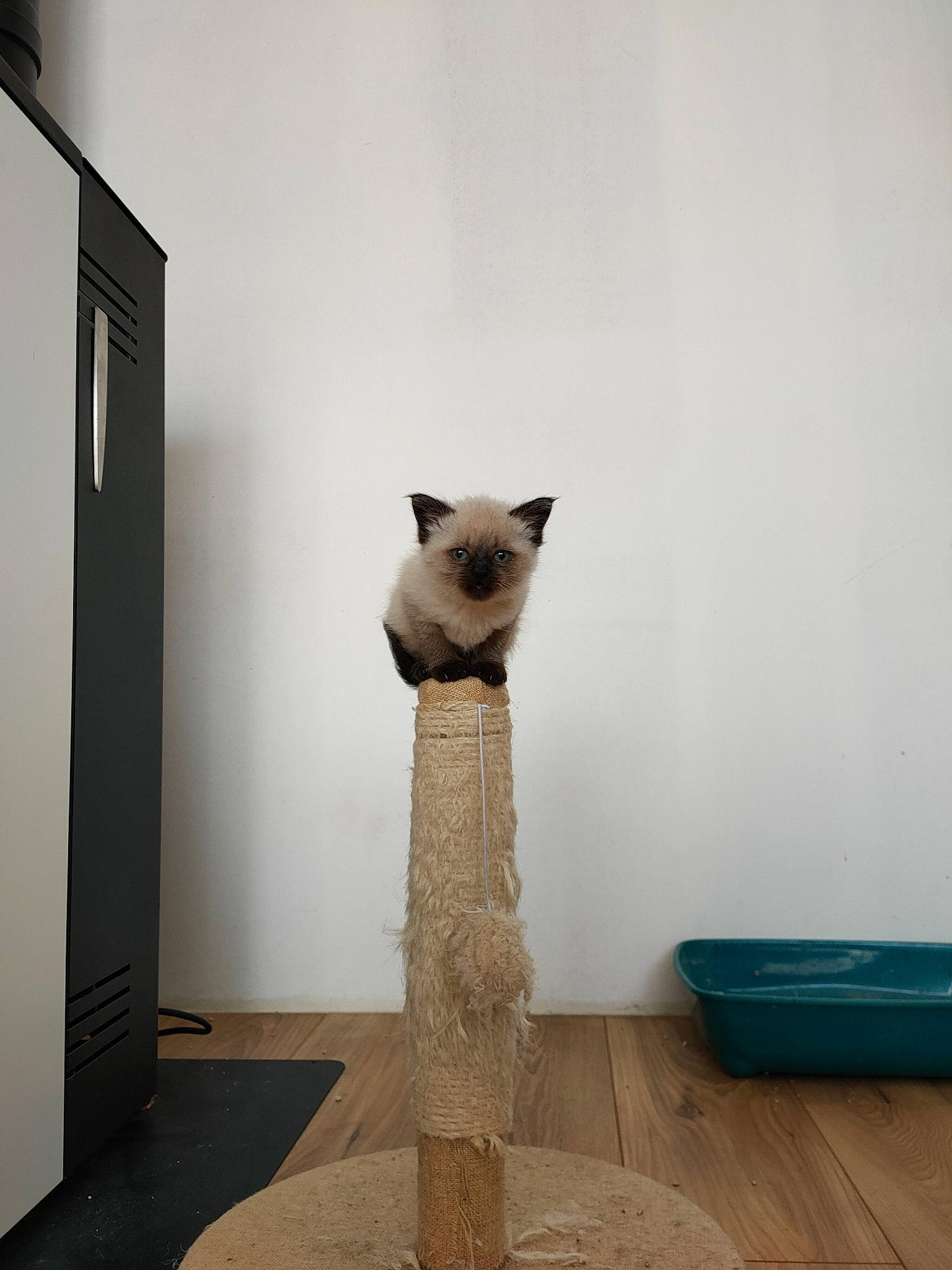 Holly a rejoint le concours — aidez-le/la à gagner de superbes lots ! art, artifact, carnivore, cat, cat_supply, fawn, felidae, flooring, fur, grey, hardwood, plywood, room, sculpture, siamese, small_to_medium_sized_cats, snout, tail, visual_arts, wood