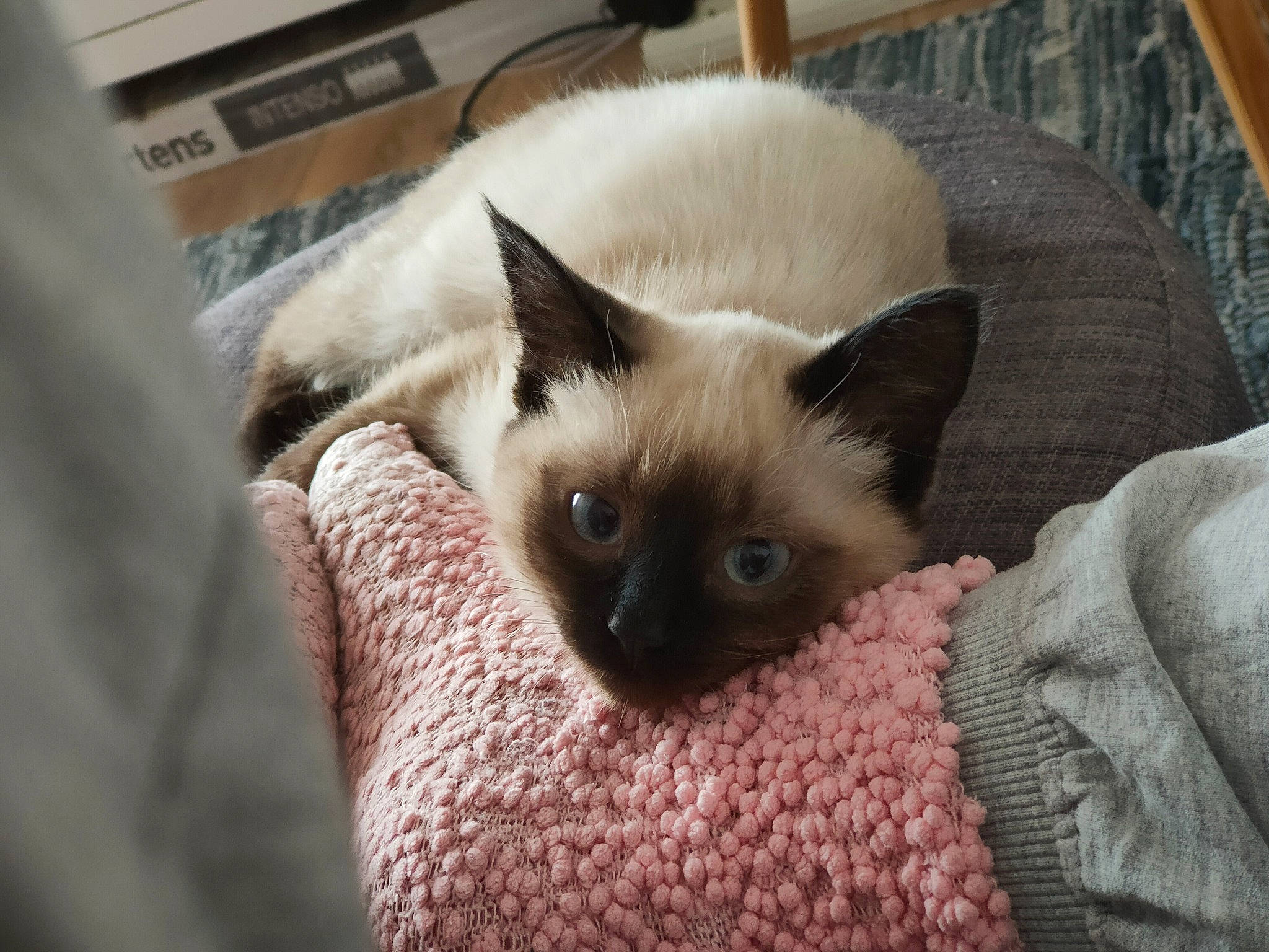 Holly participe au concours pour gagner de l'argent avec cette photo : balinese, birman, box, carnivore, cat, fawn, felidae, fur, siamese, small_to_medium_sized_cats, snout, tail, whiskers