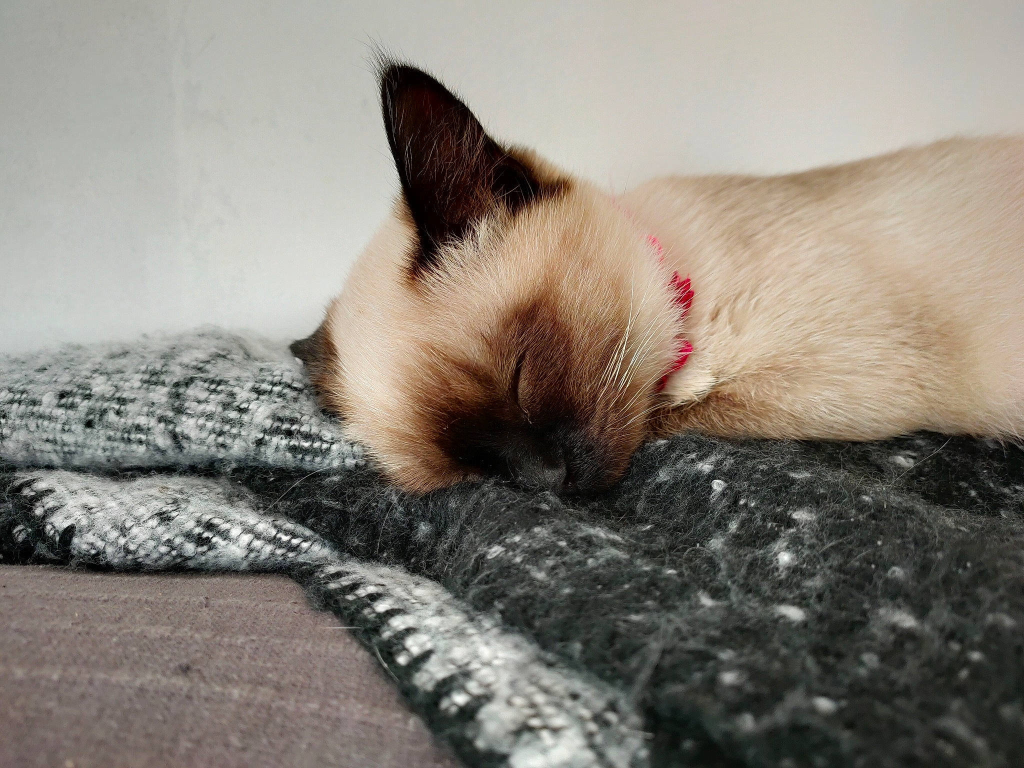 Holly a rejoint le concours — aidez-le/la à gagner de superbes lots ! balinese, birman, carnivore, cat, comfort, domestic_short_haired_cat, fawn, felidae, flooring, foot, fur, linens, nap, pattern, paw, siamese, small_to_medium_sized_cats, snout, tail, whiskers