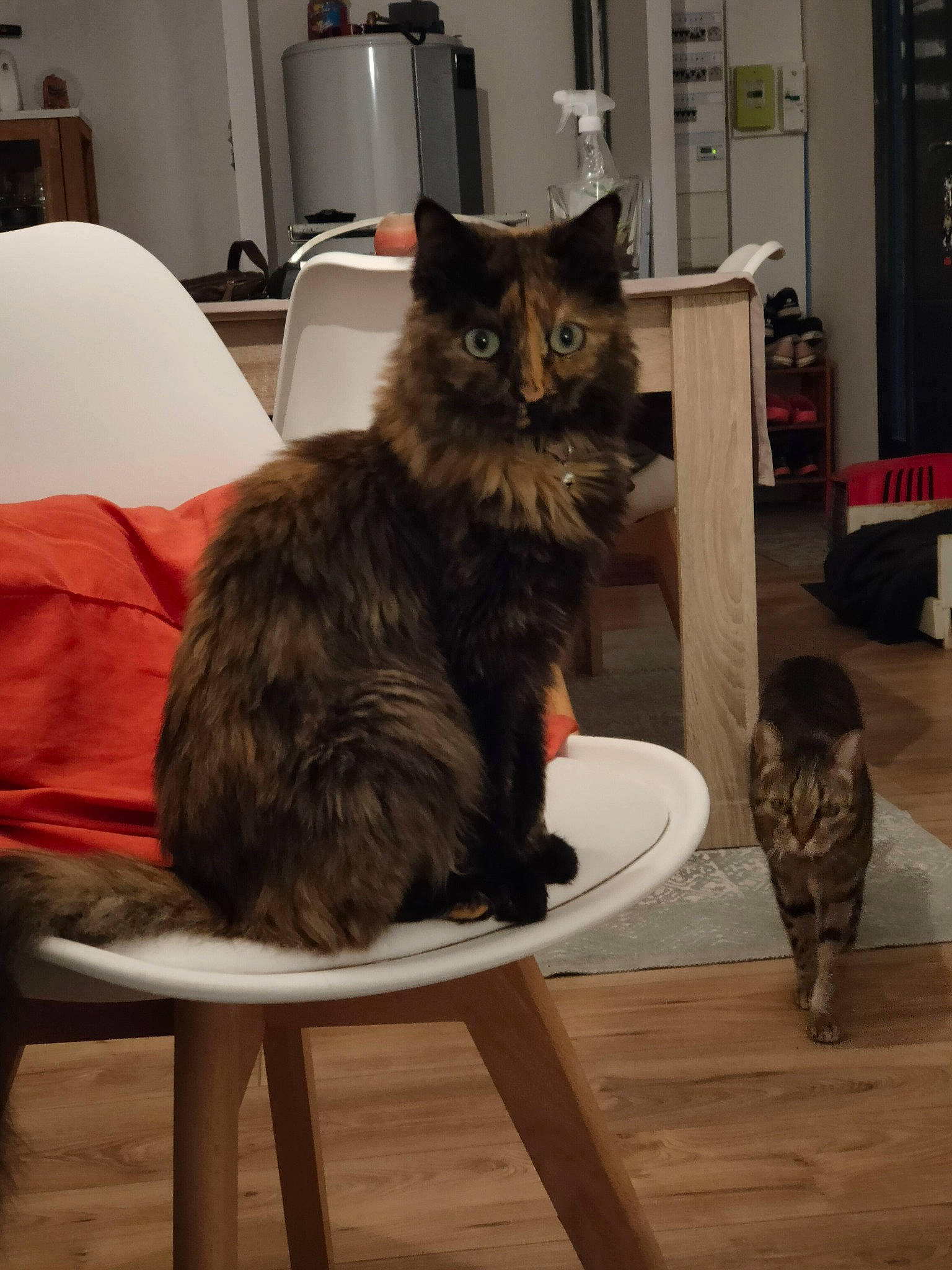 Crispy a rejoint le concours — aidez-le/la à gagner de superbes lots ! carnivore, cat, chair, comfort, domestic_short_haired_cat, felidae, flooring, fur, grey, hardwood, lamp, plant, room, sitting, small_to_medium_sized_cats, table, tail, vertebrate, whiskers, wood