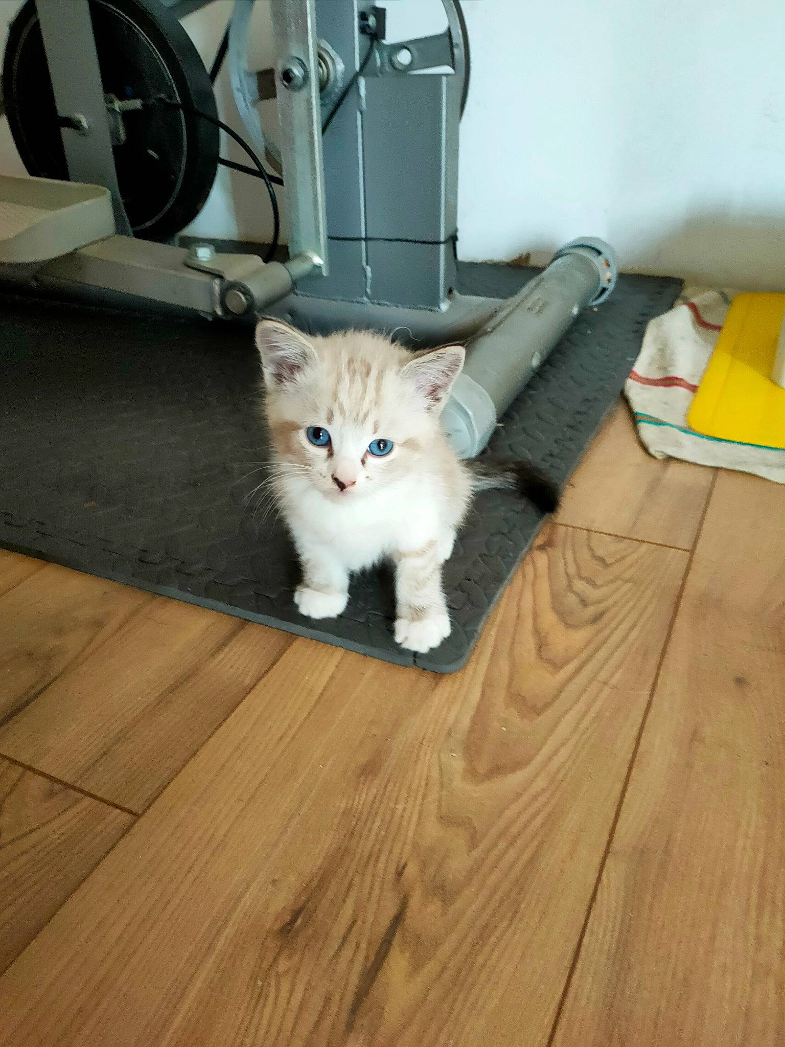 Jack participe au concours pour gagner de l'argent avec cette photo : carnivore, cat, comfort, domestic_short_haired_cat, fawn, felidae, floor, flooring, grey, hardwood, laminate_flooring, plywood, small_to_medium_sized_cats, snout, tail, varnish, whiskers, wood, wood_flooring, wood_stain