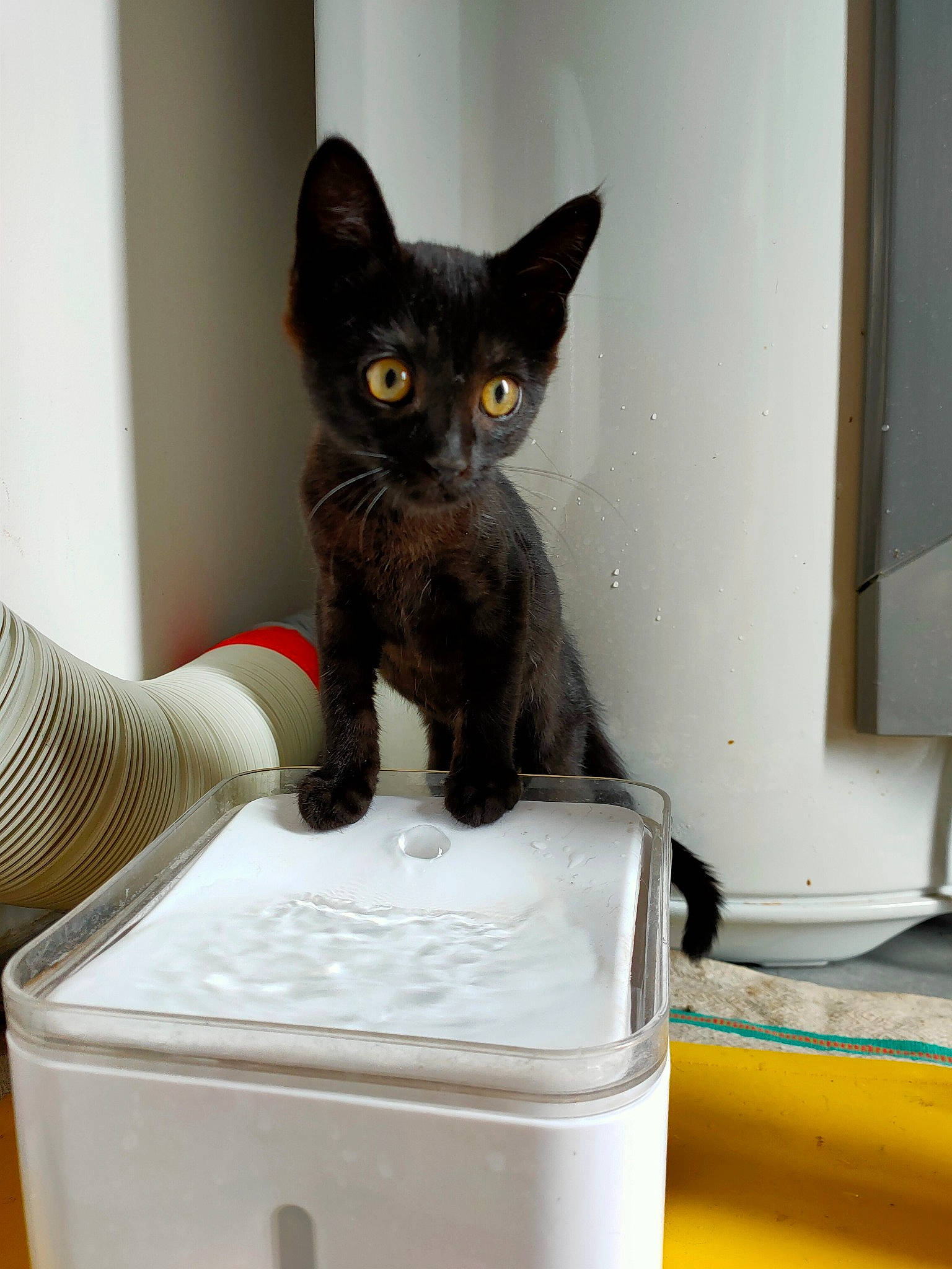 Gary a rejoint le concours — aidez-le/la à gagner de superbes lots ! black_cat, bombay, box, carnivore, cat, cat_supply, domestic_short_haired_cat, felidae, fur, household_supply, paw, pet_supply, rectangle, room, small_to_medium_sized_cats, snout, tail, terrestrial_animal, whiskers, yellow