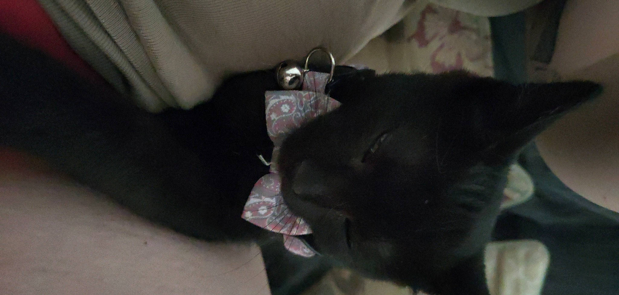 Gary participe au concours pour gagner de l'argent avec cette photo : black_cat, canidae, carnivore, comfort, companion_dog, dog, dog_breed, ear, fashion_accessory, fawn, felidae, fur, grey, room, small_to_medium_sized_cats, snout, sporting_group, tail, terrestrial_animal, whiskers