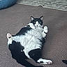 cat, black_and_white, tuxedo_cat, lying_down, belly_up, paws_up, stretched_legs, pink_paw_pads, indoor, carpet, rug, pet_bed, furniture, home, cozy, relaxed, playful, cute, animal_portrait, dramatic_pose