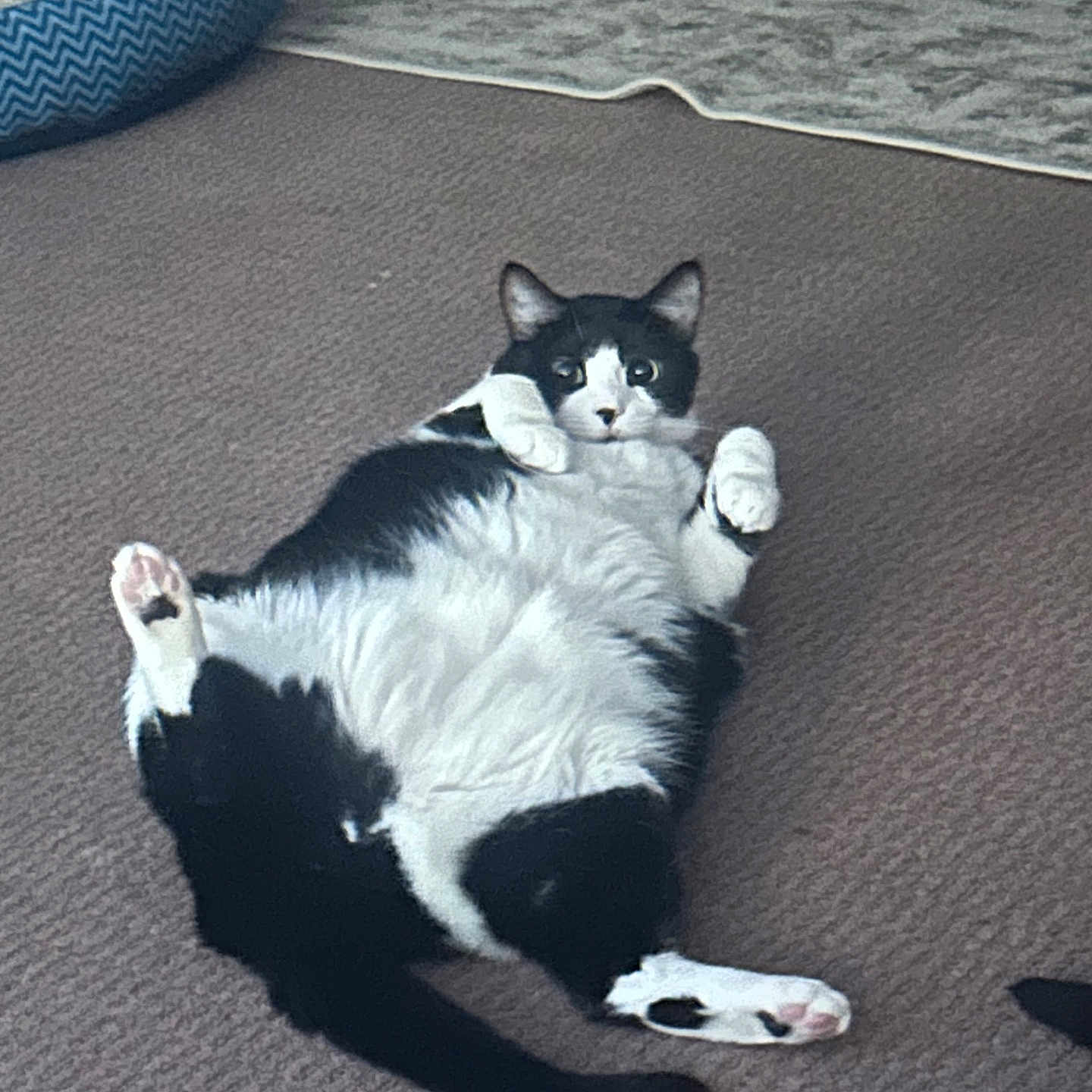 Fezco is registered to the contest to win money with this photo: cat, black_and_white, tuxedo_cat, lying_down, belly_up, paws_up, stretched_legs, pink_paw_pads, indoor, carpet, rug, pet_bed, furniture, home, cozy, relaxed, playful, cute, animal_portrait, dramatic_pose