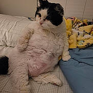 Izzy joined the competition — help win amazing prizes! cat, black_and_white, fluffy, bed, blanket, pillow, indoor, relaxed, pet, fur, animal, cozy, resting, cute, whiskers, curious, soft, domestic_cat, lying_down, window_blinds